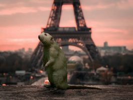 Invasion de rats dans les murs à Paris
