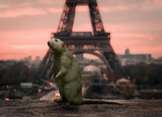 Invasion de rats dans les murs à Paris : quelles solutions ? Invasion de rats dans les murs à Paris